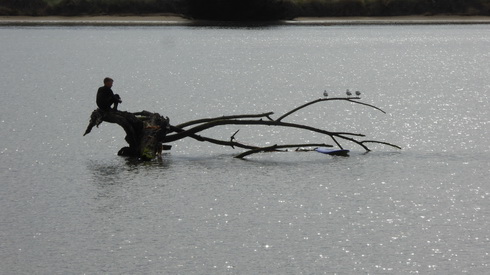 not really a dragon but rather a novel piece of driftwood
